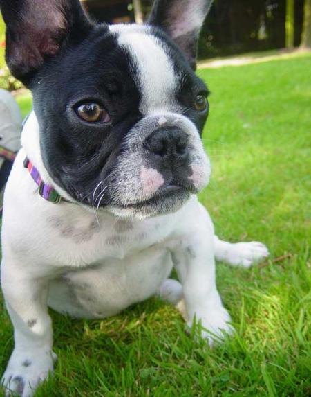 MY DOG